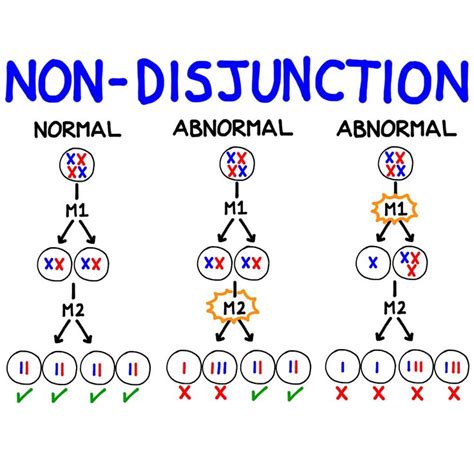 Chromosomal Abnormalities Aneuploidy And Non Disjunction Chromosomal