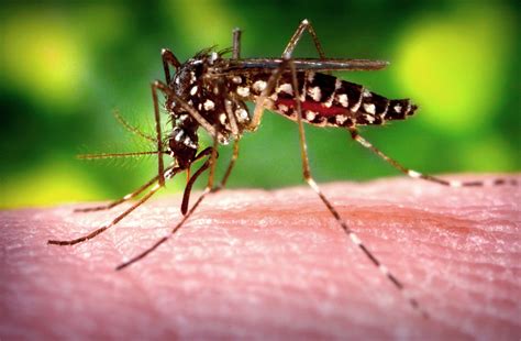 mosquito borne diseases  ohio