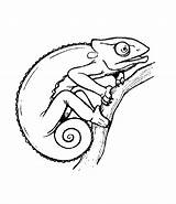 Chameleon Coloring Clipart Pages Template Drawing Outline Animal Kids Printable Print Color Chameleons Jackson Worksheet Cute Kid Activities Explore Drawings sketch template