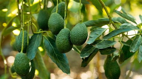 How To Grow Avocados Tips For Growing Indoors And Out