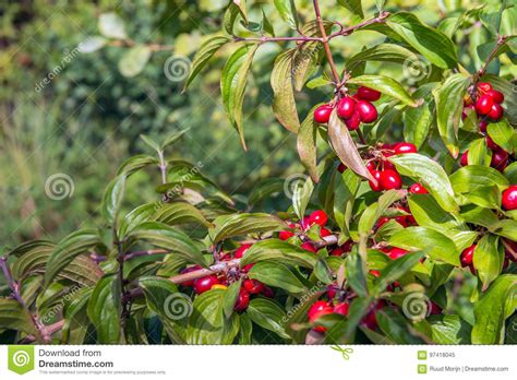 ripening cornelian cherry fruits  close stock image image