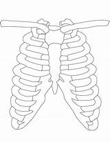 Colorir Rib Cage Costillas Anatomia Humana Costelas Ribs Imprimir Getdrawings Anatomía sketch template