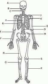 Unlabeled Bones Blank Anatomy Worksheet Skeletal Ciencias sketch template