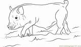 Coloring Wild Boar Young Pages Coloringpages101 Pdf Designlooter sketch template