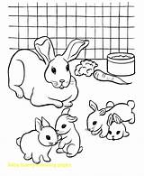 Bunny Getdrawings sketch template