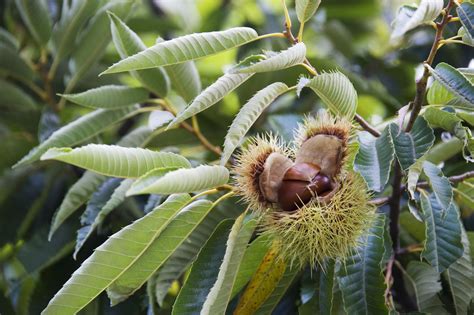 harvest  store chestnuts