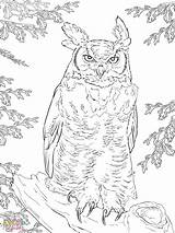 Owl Horned Great Coloring Pages Realistic Printable Getcolorings Color Print Col Horn Authentic sketch template
