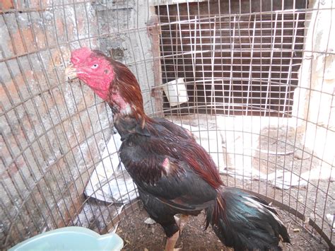 fighting rooster asil history