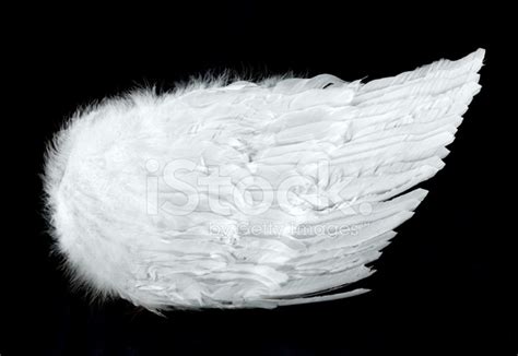 angel wings side view isolated  black stock photo royalty