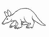 Aardvark Coloring Mammals Toddlers Kindergarten Preschool sketch template