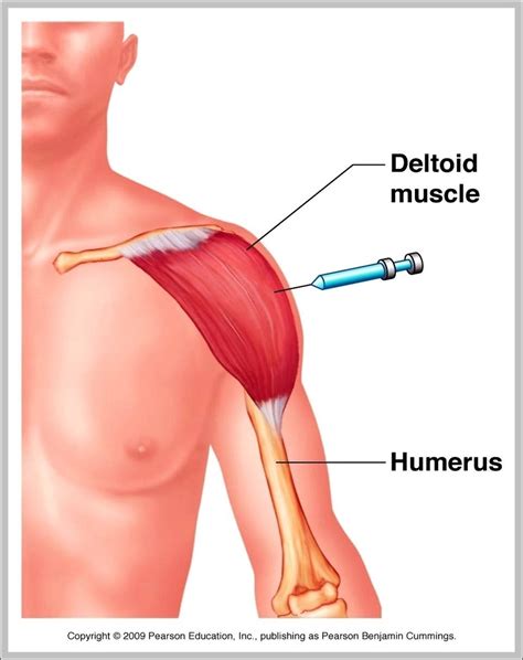 deltoid muscle innervation image anatomy system human body anatomy