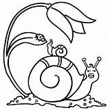 Snail Coloring Baby Pages Slow Tiny Animal sketch template