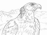 Eagle Coloring Golden Aguila Real Pages Portrait Dibujos Printable Drawing Para Colorear Eagles Dibujo Animal Soaring Supercoloring Sheet Print Bald sketch template