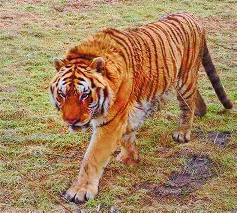 Biggest Tiger Ever Recorded