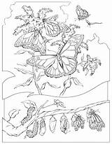 Butterfly Coloring Cocoon Pages Monarch Getcolorings sketch template