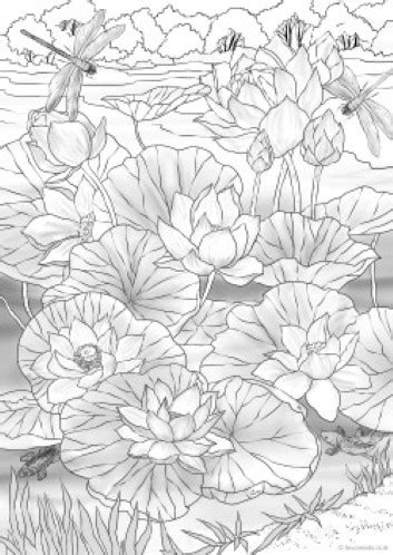water lilies favoreads coloring club