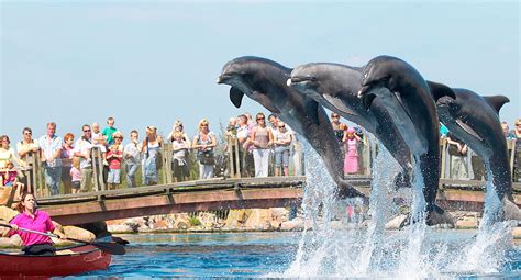 schoolreisje naar het dolfinarium schooltravel alles  een keer geregeld