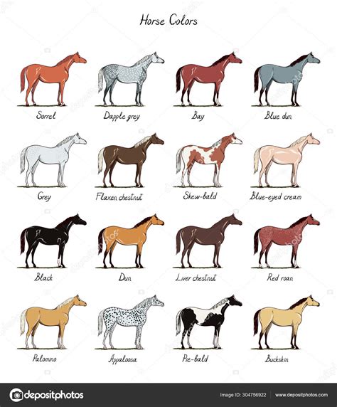 set horse color chart breeds equine coat colors text equestrian stock