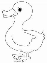 Duck Outline Coloring Pages Clipart Kids Animal Para Colorear Drawing Animales Canard Printable Pato Coloringpage Eu Pintar Dibujos Farm Books sketch template