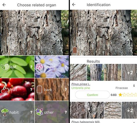 tree identification app   ihsanpedia