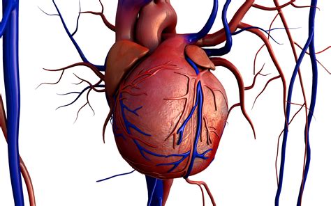 blood vessels  carry blood    heart healthfully