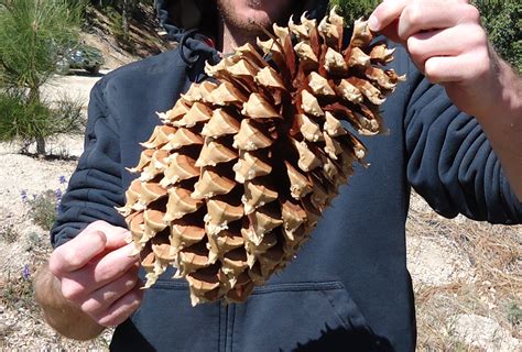 Man Sues Park Service After A Pine Cone Fall On His Head