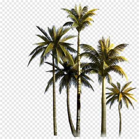 coconut tree asian palmyra palm euclidean coconut