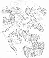 Desert Coloring Animal Lizard Adult Animals Coloringbay sketch template