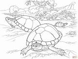 Coloring Pages Desert Turtle Tortoise Animals Turtles Animal Printable Color Kids Southwest Deserts Reptile Main Sandy Timid Lives Beach Eggs sketch template