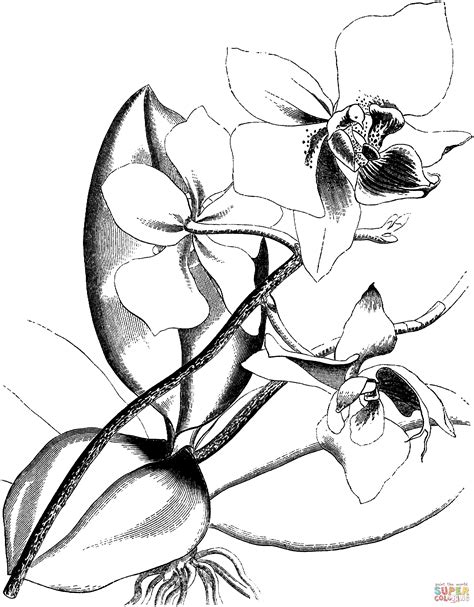 orchid coloring pages printable sketch coloring page