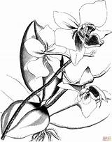 Orchid Coloring Pages Victorian Flower Flowers Printable Drawing Colouring Gif Silhouettes sketch template