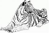 Tigres Bengala sketch template