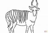 Bongo Coloring Pages Antelope Forest African Paper sketch template