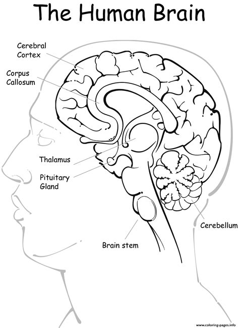 human brain coloring page printable