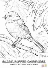 Coloring Bird State Pages Massachusetts Printable Drawing sketch template