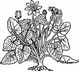 Coloring Plants Plant Clipart Clip Vector Pages Flowers Outline Lesser Celandine Bush Flower Cliparts Printable Kids Book Leaves Shrubs Svg sketch template