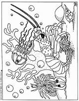Marins Coloriages Marin Medusa Gratuit Maternelle Meduse Dibujos Medusas Marinos Jellyfish Dessins Animais sketch template