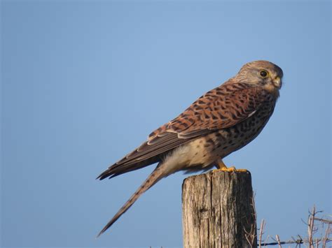 vogels kijken op tiengemeten trouw