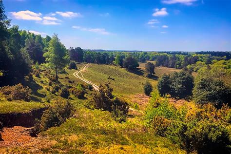 Best Viewpoints In New Forest National Park Atlas And Boots