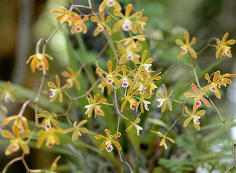 The Florida Native Orchid Blog