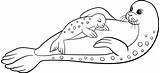 Foka Seal Kolorowanka Druku Maluchem Drukowania Malowankę Wydrukuj sketch template