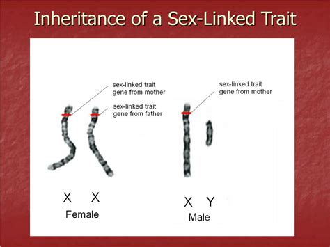 Ppt Notes 21 Sex Linked Inheritance Powerpoint