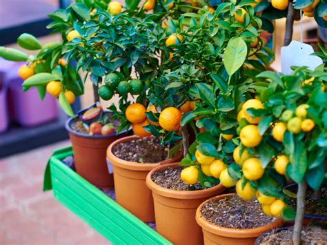 dwarf fruit trees  planting guide  fruit trees  containers