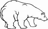 Orso Polare Colorare Disegno Urso Polar sketch template