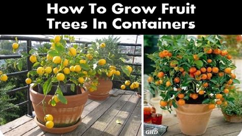 grow fruit trees  containers home design garden