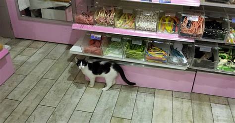 i did not expect to see this little guy in a candy store in amsterdam