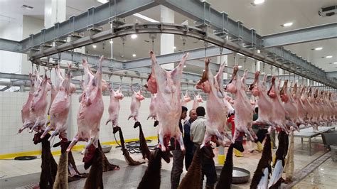 red meat slaughterhouse  processing facilities cantek group
