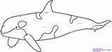Whale Coloring Orca Killer Pages Library Clipart Printable Draw sketch template