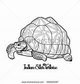 Tortoise Indian Graphic Coloring Vector Geochelone Elegans Isolated Designlooter sketch template