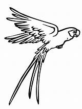 Parrot Coloring Pages Printable Kids Flying sketch template